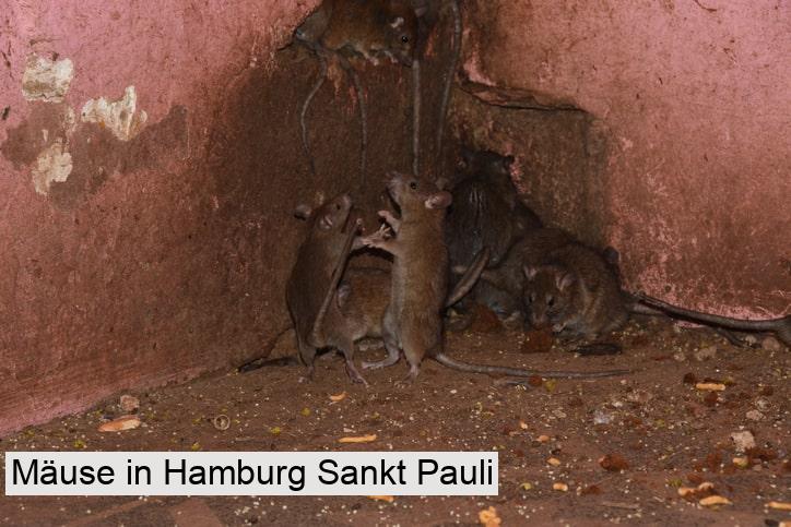 Mäuse in Hamburg Sankt Pauli